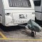 Adria Altea 542 DT1